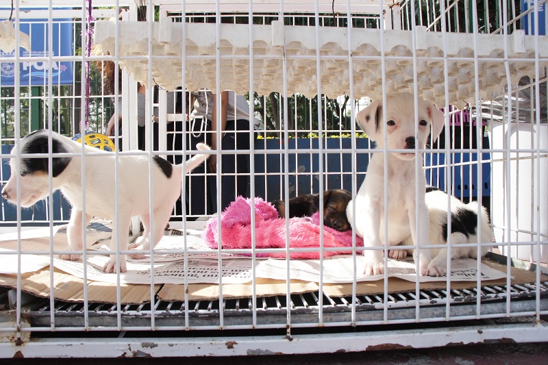 Prefeitura de Poá promove campanha de adoção responsável de cães e gatos durante o mês de agosto