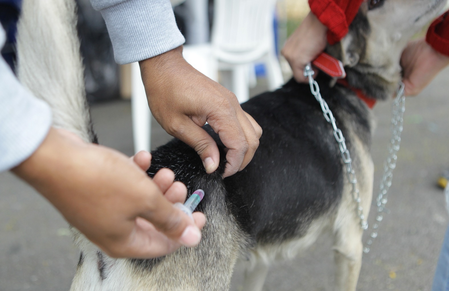 Poá promove vacinação antirrábica gratuita para cães e gatos nesta terça-feira
