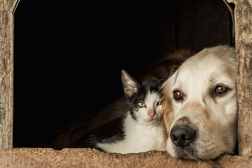 Pátio Paulista realiza nova edição de Pet Day com adoção de cães e gatos